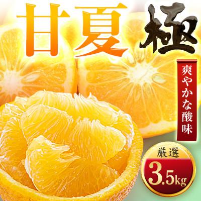 ふるさと納税 八幡浜市 [太陽をたっぷり浴びた]甘夏[極]3.5kg[C49-84]