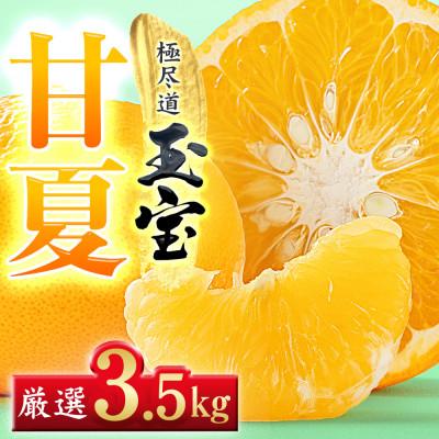 ふるさと納税 八幡浜市 [愛媛名産]玉宝甘夏 3.5kg[C64-73]