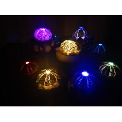 ふるさと納税 小浜市 [漁村の体験]うにランプ作り体験 子供1名[福井県小浜市]民宿かどの