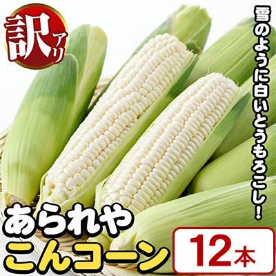 ふるさと納税 阿久根市 [先行予約]訳あり!白いとうもろこし「あられやこんコーン」12本[うとさんち]a-11-38-z