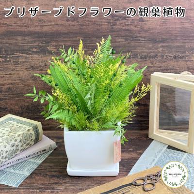 ふるさと納税 春日部市 プリザーブドフラワーアレンジ[ラシーヌ]春日部市 シュガーパイン