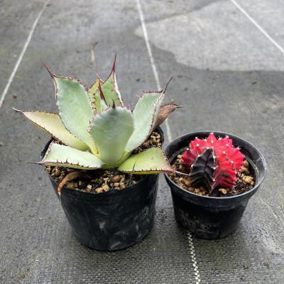 ふるさと納税 長与町 ギムノカリキウム ミハノビッチ&amp;アガベ グアダラハラナ 各1株 長与町/アグリューム