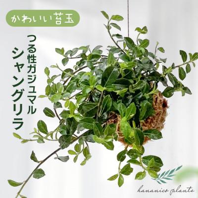 ふるさと納税 和泉市 シャングリラ つる性ガジュマル 苔玉 幸福を呼ぶ 観葉植物　 | 