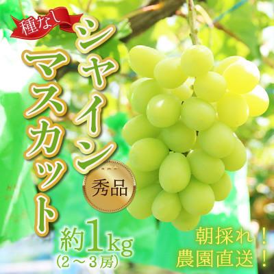 ふるさと納税 あわら市 [先行予約]上野梨園のシャインマスカット 約1kg[朝採れ][秀品][種なし]農園直送