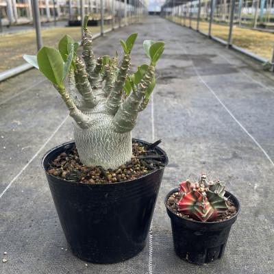 ふるさと納税 長与町 ギムノカリキウム ミハノビッチ&amp;アデニウム アラビカム 各1株 長与町/アグリューム
