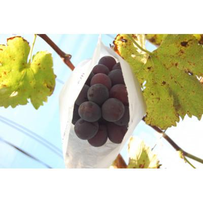 ふるさと納税 美咲町 岡山県産ニューピオーネA 1房(約600g)