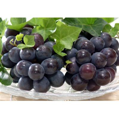 ふるさと納税 美咲町 ニューピオーネ[2房(約950g)]