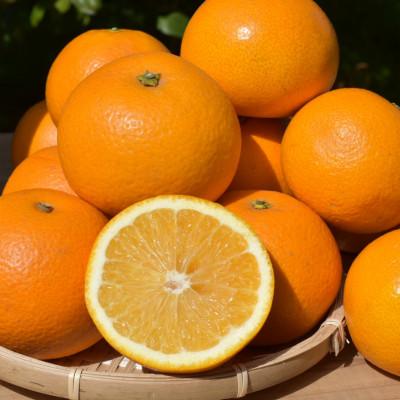 ふるさと納税 広川町 和歌山県産 八朔 4kg 秀品