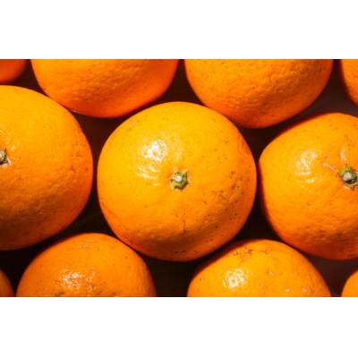 ふるさと納税 和歌山市 [2026年2月より順次発送]森本農園の小粒濃厚清見オレンジ 家庭用 8kg