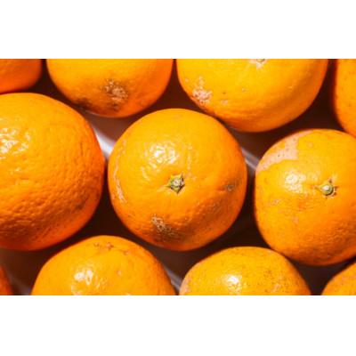 ふるさと納税 和歌山市 [2026年2月より順次発送]森本農園の小粒濃厚清見オレンジ 訳あり 6kg