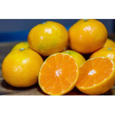 ふるさと納税 和歌山市 [2025年10月より順次発送]森本農園の小粒極早生みかん 訳あり 6kg