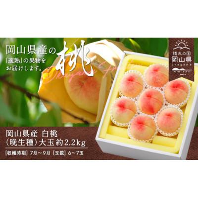 ふるさと納税 高梁市 [2026年発送]岡山県産 白桃(晩生種)約2.2kg(大玉6〜7玉)