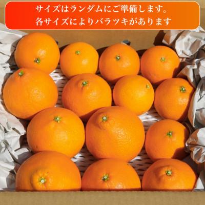 ふるさと納税 松山市 訳あり 愛果28号(紅まどんなと同品種)2.5kg(6個