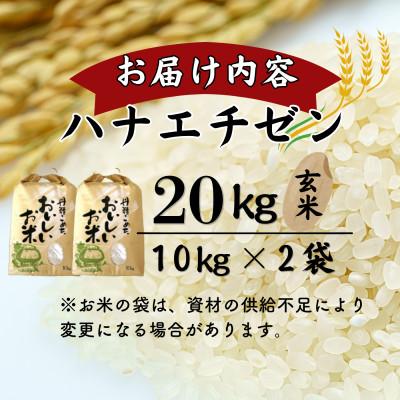 ふるさと納税 小浜市 【新米】令和8年産福井県産ハナエチゼン　玄米20kg(玄米10kg×2袋) |  | 02