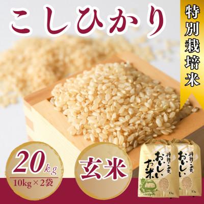 ふるさと納税 小浜市 令和7年産新米特別栽培米 こしひかり玄米 20kg