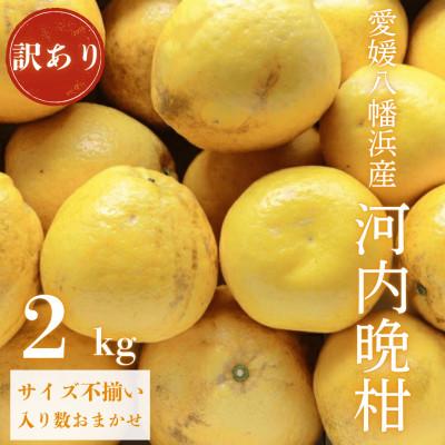 ふるさと納税 八幡浜市 [果汁たっぷりジューシー]産地直送 愛媛八幡浜産 訳あり 河内晩柑 2kg[A20-88]