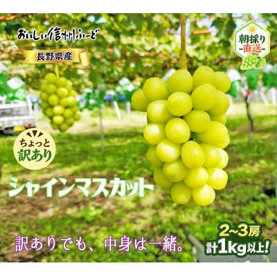 ふるさと納税 高山村 ちょっと訳あり 信州産 新鮮朝採りシャインマスカット 2〜3房1kg　2026年9月下旬より発送予定 | 