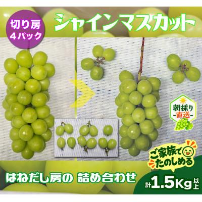 ふるさと納税 高山村 【新鮮朝採り】シャインマスカット《切り房 4パック》 1.5kg以上! 2026年9月下旬より発送 |  | 01