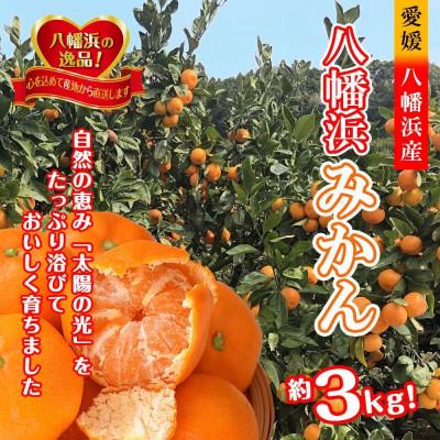 ふるさと納税 八幡浜市 太陽の光・石垣の反射光・海面の反射光を浴びて育った「八幡浜みかん」約3キロ[B39-78]