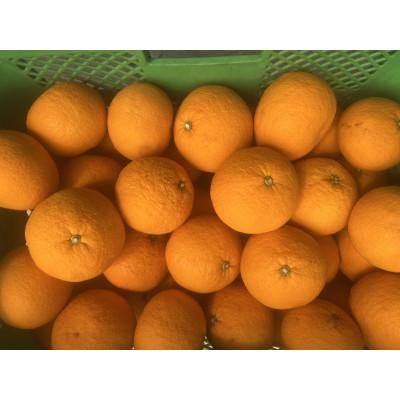 ふるさと納税 高野町 [2026年4月より順次発送]森本農園の甘夏みかん 贈答用 2kg