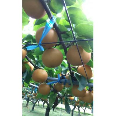 ふるさと納税 錦町 【先行受付】2026年発送　錦の梨 約3kg 5玉〜8玉(幸水・豊水・あきづき・新興)【古里農園】_1
