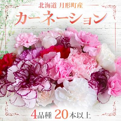 ふるさと納税 月形町 [北海道月形産]カーネーション4品種・20本以上をミックス 旬の花 切り花用延命剤付き