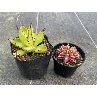 ふるさと納税 長与町 ギムノカリキウム ミハノビッチ&amp;アガベ チアペンシス 各1株 長与町/アグリューム