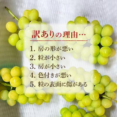 ふるさと納税 井原市 2026年発送【完熟朝採り】訳あり シャイン