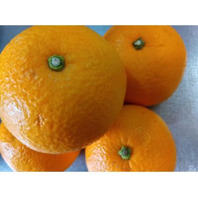 ふるさと納税 和歌山市 [2026年1月中旬より順次発送]森本農園の八朔 家庭用 1.5kg