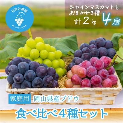 ふるさと納税 津山市 岡山　花笑み農園の『食べ比べ4種』シャイン入り　家庭用　2kg(4房)4M-2 | 