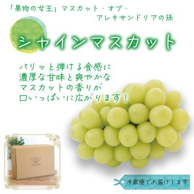 ふるさと納税 津山市 岡山　花笑み農園の『食べ比べ4種』シャイン入り　家庭用　2kg(4房)4M-2 |  | 02