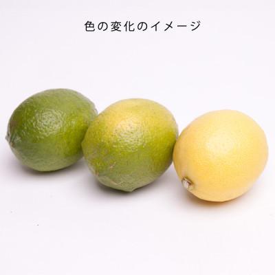 ふるさと納税 湯浅町 レモン1kg+250g(傷み補償分)【和歌山有田産】【防腐剤・WAX不使用、安心の国産レモン】 |  | 03