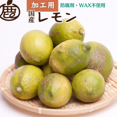 ふるさと納税 湯浅町 加工用 レモン2.5kg+250g(傷み補償分)[防腐剤・WAX不使用、国産レモン][訳あり]