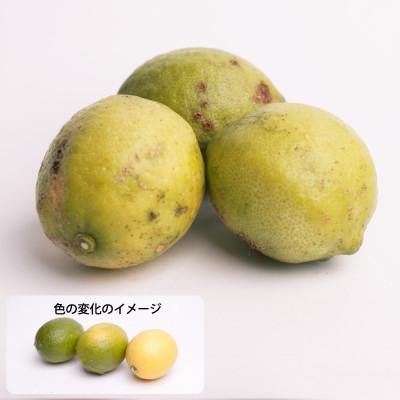ふるさと納税 湯浅町 加工用 レモン2.5kg+250g(傷み補償分)【防腐剤・WAX不使用、国産レモン】【訳あり】 |  | 01