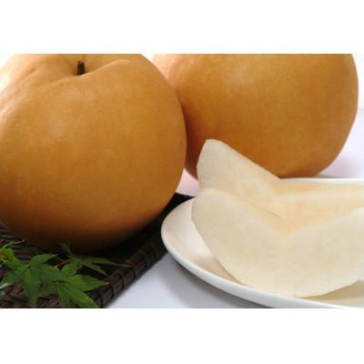 ふるさと納税 早島町 岡山県産あたご梨A 1玉(約1.0kg)