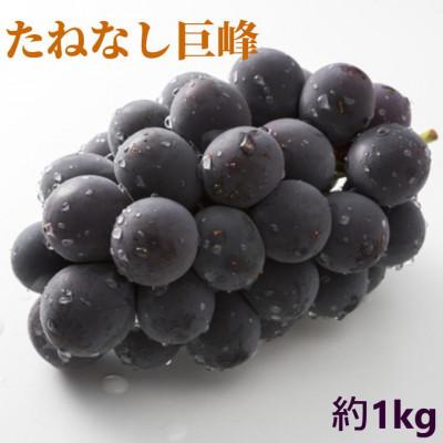 ふるさと納税 有田川町 [新鮮・産直]和歌山県有田巨峰村の朝採りたねなし巨峰約1kg