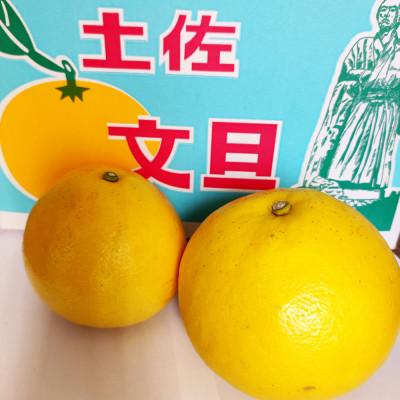 ふるさと納税 土佐市 土佐文旦家庭用約10kg　2L〜4Lサイズ混合 |  | 01