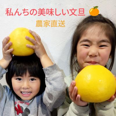 ふるさと納税 土佐市 土佐文旦家庭用約10kg　2L〜4Lサイズ混合 |  | 03