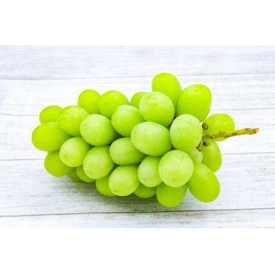 ふるさと納税 つくばみらい市 [熨斗付き]お中元 シャインマスカット 約3kg 5〜6房 茨城県共通返礼品:結城市産
