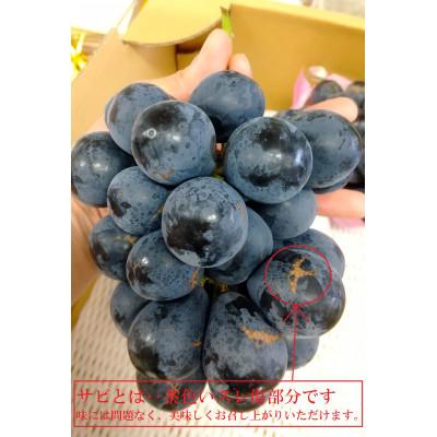 ふるさと納税 長野県 ナガノパープル 約2kg(4〜6房)《信州うちやま農園》の画像