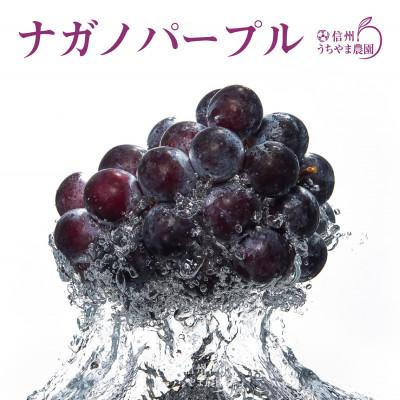 ふるさと納税 長野県 長野県産★ナガノパープル★4L〜5Lサイズ×1房入り(なんと1房700g以上!) | 