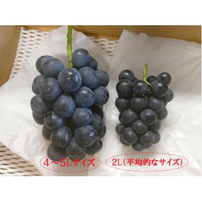 ふるさと納税 長野県 長野県産★ナガノパープル★4L〜5Lサイズ×1房入り(なんと1房700g以上!) |  | 01