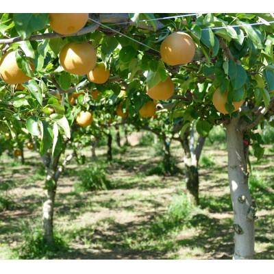 ふるさと納税 長野県 本当に甘い梨!　南水　5Lサイズ×4個入り |  | 01