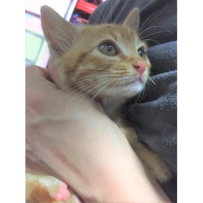 ふるさと納税 大和高田市 【返礼品なし】TNR活動(野良猫避妊・去勢手術助成金事業等)への寄附　1口:1,000円 |  | 02