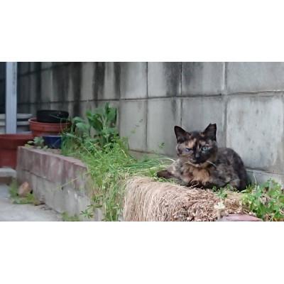 ふるさと納税 大和高田市 【返礼品なし】TNR活動(野良猫避妊・去勢手術助成金事業等)への寄附　1口:1,000円 |  | 03