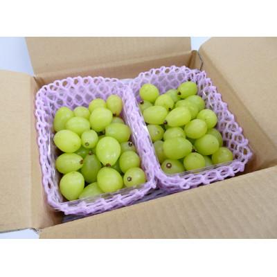 シャインマスカット5kg 詰み落とし訳ありバラ粒【冷蔵発送】2026-08 ふるさと納税 長野県 【2026年11月より発送予定】訳あり品☆冷蔵