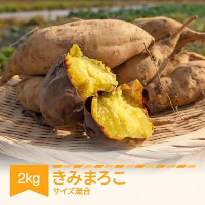 ふるさと納税 村山市 きみまろこ 2kg (土付き)
