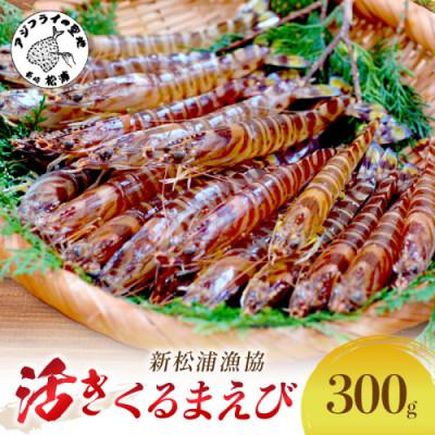 ふるさと納税 松浦市 新松浦漁協 活きくるまえび 300g