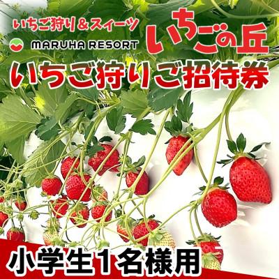 ふるさと納税 南知多町 まるは食堂 マルハリゾート いちごの丘『いちご狩り』小学生用ご招待券(1名様用)