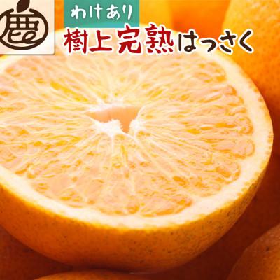 ふるさと納税 有田川町 家庭用 樹上完熟はっさく5kg+250g(傷み補償分)[有田の春みかん・五月八朔][訳あり]